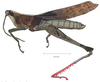 Phaeoparia depressicornis (Bruner, 1908): male, lateral view. (Otu).