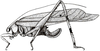 Ceraiaella triannulata Hebard, 1933: female habitus (tegmen length 25 mm). (Otu).