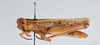 CollectionObject 2833379; CNCI 981372, d8d8d7b9-dad5-469e-ad3e-c582b1b914c4: Choroedocus capensis. Lateral view. (CollectionObject).
