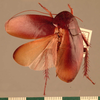 Dorylaea magna (Shelford, 1909): Copyright UMO, Oxford. Type, dorsal view. (Otu).