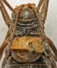 CollectionObject 1536025; bcfb1c24-c2a8-4b76-8054-f8ef38de2f95: female pronotum, dorsal view (syntype). (CollectionObject).