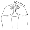 Spathalium audouinii (Blanchard, 1836): Fig. 26. female subgenital plate. (Otu).