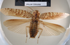 CollectionObject 1552794; NHMUK(SF IMPORT DUPLICATE) BMNH(E) 877065, 3e0a4e09-924f-4a27-85ee-7db2327da579: Copyright NHM, London. Holotype male of synonym Hedaia horologica, dorsal view. (CollectionObject).