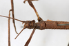 CollectionObject 1561879; 05e770bd-4413-43be-a4bf-4e5a48ea5640: copyright MHNG Geneva. female: head & thorax, dorsal view (holotype). (CollectionObject).