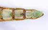 CollectionObject 1558334; 3dffb3fa-b8d8-4ef0-bd2b-8b9e1a206d72: copyright ANSP. female: end of abdomen, ventral view (holotype). (CollectionObject).