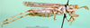 CollectionObject 1501126; 73899ea0-e55d-41a4-845d-902a96468bf2, DORSA BA000835S01: male, lateral view (holotype). (CollectionObject).