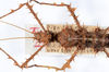 CollectionObject 1562170; ad035006-6f6d-4336-a46d-be63c0202544: copyright ANSP. female: head & thorax, dorsal view (holotype). (CollectionObject).