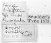 CollectionObject 1524440; c6510ced-54d0-43c1-9d4b-f0e624c08d9e: labels (holotype of Cornops bivittatum). (CollectionObject).