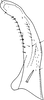 Subgenital plate, ventral view on Edwardsiana candidula (Kirschbaum, 1868): Subgenital plate. (Observation).
