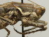 CollectionObject 1535172; df5ab340-c00d-4f67-9f92-e4800fb6bdb8: male pronotum lateral (holotype). (CollectionObject).
