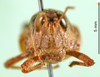 CollectionObject 1588114; 485a8dab-696e-47f1-99fa-255317b14a84: female, frontal view (paralectotype of Phaulacridium gemini). (CollectionObject).