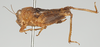 CollectionObject 1574853; 41c6da46-9de7-4701-b31c-60bdae42dce7: female, lateral view (syntype). (CollectionObject).