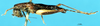 CollectionObject 1502124; c13cdf7c-ffb2-4207-b8e4-7a0acc0084f1: male, lateral view. (CollectionObject).
