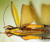CollectionObject 1498828; 1783afad-7590-4bb1-b9be-3e5e70c2c749: 2012. female, dorsal view. (CollectionObject).