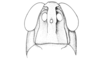 Ronderosia piceomaculata (Carbonell, 1972): Fig. 3F. male, head, frontal view. (Otu).