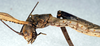 CollectionObject 1559200; 94b6edad-65fe-494b-9c40-70e9c782c750: copyright NMW. female: head and thorax, lateral view (paralectotype). (CollectionObject).;CollectionObject 1559201; 2cd883b0-c28d-4a76-9b5b-02373048cd78: copyright NMW. female: head and thorax, lateral view (paralectotype). (CollectionObject).