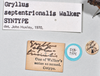 copyright Natural History Museum, London. labels (syntype of Gryllus septentrionalis). Depicts CollectionObject 1520734; 4f9ae50a-53cd-44ee-a8fe-4d092aad43df, a CollectionObject.