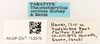 CollectionObject 1967348; e56c4af8-e986-4589-95eb-0338e709c221: Female, labels (paratype). (CollectionObject).