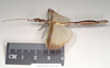 CollectionObject 1560484; f6603ba9-6a6d-4e43-8072-c0f24cf37d24: copyright Natural History Museum, London. female, lateral view (paralectotype). (CollectionObject).
