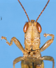 CollectionObject 1537590; 65ddc1be-43f9-45cd-a984-e1e47eef91ae: male, frontal view (holotype). (CollectionObject).