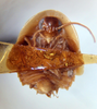 Myrmecoblatta wheeleri Hebard, 1917: Photo taken by Heidi Hopkins. (Otu).