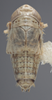 Habitus, dorsal view on Athysanella (Gladionura) clavata Ball & Beamer, 1940: Dorsal - Male. (Observation).