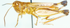 Pseudogmothela pallida (Kirby, 1902): male, lateral view (as Pseudogmothela megalocephala). (Otu).