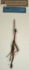 CollectionObject 1559955; NMW 478, 2db26099-3e5b-4fe3-84e1-6a96363f6374: copyright NMW, Vienna. male (holotype). (CollectionObject).