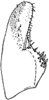 Subgenital plate: !! display not done !! on Hymetta balteata McAtee, 1919: Subgenital plate (H. balteata McAtee).<br>By. I. Dworakowska. (Observation).
