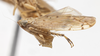 Habitus, lateral view: !! display not done !! on Osbornellus ritanus Ball, 1932: (Observation).