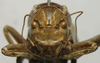 CollectionObject 1534967; 8dd7d2dd-75e0-4986-8840-160707c6e99a: male face (lectotype). (CollectionObject).