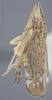 Habitus, lateral view on Dicyphonia plura Beamer, 1936: Lateral. Adult, Paramorphotype. (Observation).