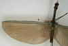 CollectionObject 1560581; NMW 1112, bade14e0-7e39-40d0-8b06-ce0b5c2f3980: copyright NMW, Vienna. female, wings (holotype). (CollectionObject).
