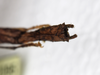 CollectionObject 1580887; 7f72c0d4-6bcf-45f7-97c2-e2309530aa58: copyright SPM, Kinabalu. female: end of abdomen, ventral view (holotype). (CollectionObject).
