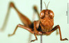 CollectionObject 1500964; 5d103c63-820d-4dab-821a-56d586951484: female, frontal view (holotype). (CollectionObject).