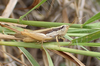 FieldOccurrence 158; 229f16e7-e5a2-42e7-8a6c-7e640e0a3bc5; Tanzania
Lake Chala area eastern slopes Mount Kilimanjaro, 2020/12/29: male, lateral view. (FieldOccurrence).