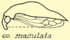 Habitus, lateral view: !! display not done !! on Carynota maculata Funkhouser, 1915: (Observation).