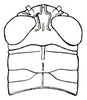 Shelfordites aberrans Karny, 1910: Fig. 12 (after type). female, head and pronotum, dorsal view. (Otu).