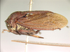 Dukeobelus Capener, 1952: _Dukeobelus simplex_. (Otu).