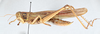 CollectionObject 2856571; CNCI 981403, 449fa0a1-d4c2-48e1-9b3a-1b01ed056b3c: Patanga succincta. Lateral view. (CollectionObject).