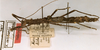 CollectionObject 1562366; 18015c91-8d6b-4b85-b5ad-3bd2e02bbe64: copyright ZMUH, Hamburg. female, lateral view (syntype). (CollectionObject).
