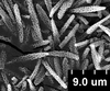 Brochosomes: !! display not done !! on Oncometopia (Oncometopia) orbona (Fabricius, 1798): OM196 | U.S.A., Virginia, Fairfax Co., Newington | 5/30/1911 | S. A. Rowher | USNM. (Observation).