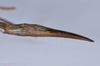 CollectionObject 1557238; 63c671d2-8552-4f83-a8ac-ce71d6e1359b: copyright NHMB, Basel. female: end of abdomen, lateral view (holotype). (CollectionObject).