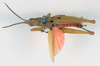 CollectionObject 1531112; 837c9cad-a583-4916-8d35-b4b5e7c88a4d: male, dorsal view (holotype). (CollectionObject).
