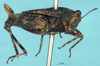 CollectionObject 1518026; 13a1d562-4c22-48af-8bd9-03bc3f6e37ce, NHMUK10924471: female, lateral view (holotype). (CollectionObject).