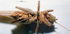 CollectionObject 1531420; NMW No. 14.072, 4567a544-6f75-410f-8f57-9a9f4dd46e50: female, ventral view (holotype). (CollectionObject).