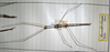 CollectionObject 1561743; db2accf7-bcb7-4341-a2f7-64371669f0cc: copyright MHNG, Geneva. male of Bacillus (Ramulus) humberti (lectotype). (CollectionObject).