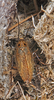 Capraiellus panzeri (Stephens, 1835): Copyright Paul Brock. Capraiellus panzeri male. Vales Moor, nr Burley, New Forest, Hampshire, UK. (Otu).