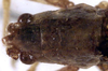 CollectionObject 1516817; bbe70e71-21d1-4679-8906-75ee74af3f70: female head and pronotum, dorsal view (holotype). (CollectionObject).