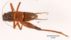 CollectionObject 1523746; 7b3cdb95-23d3-442c-af9d-6fe7c04ba3c7: male, dorsal view (holotype). (CollectionObject).